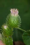 Lesser burdock